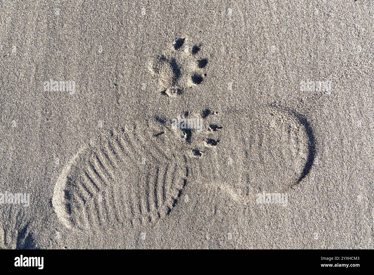 WA26317-00...... WASHINGTON - il procione stampa sulla sabbia di Second Beach, Olympic National Park. Foto Stock