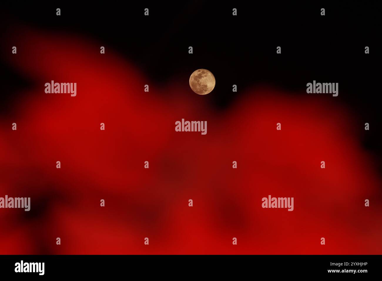 La luna conosciuta come Luna fredda è vista attraverso i fiori della vigilia di Natale, un nome che deriva dalle tradizioni dei popoli nativi americani, che chiamarono t Foto Stock