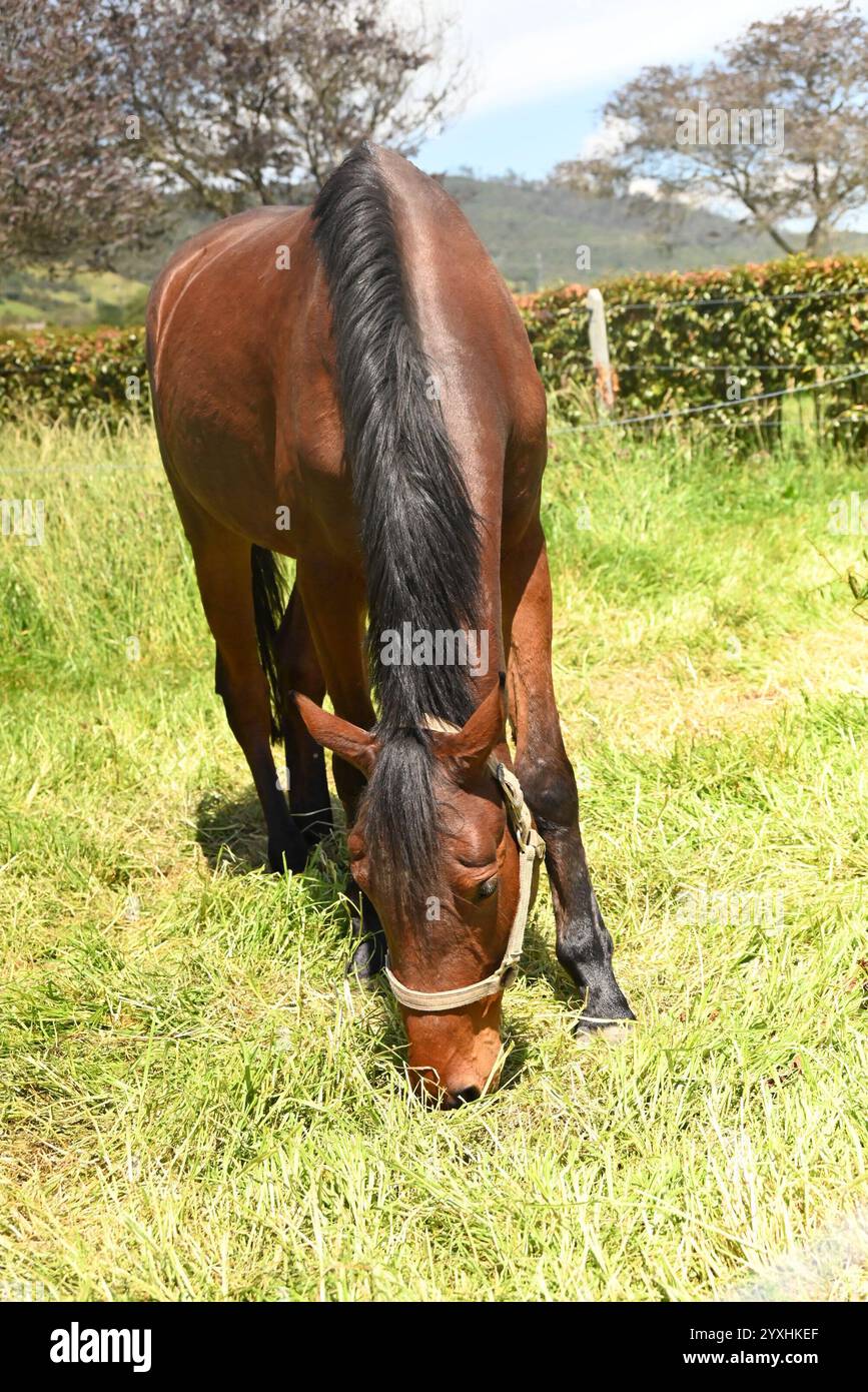 cavallo che riposa nell'erba Foto Stock