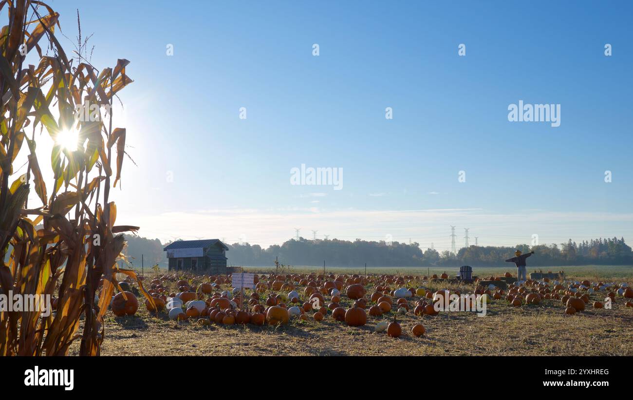 Alba nella fattoria di mais con zucche e paglia. Foto Stock