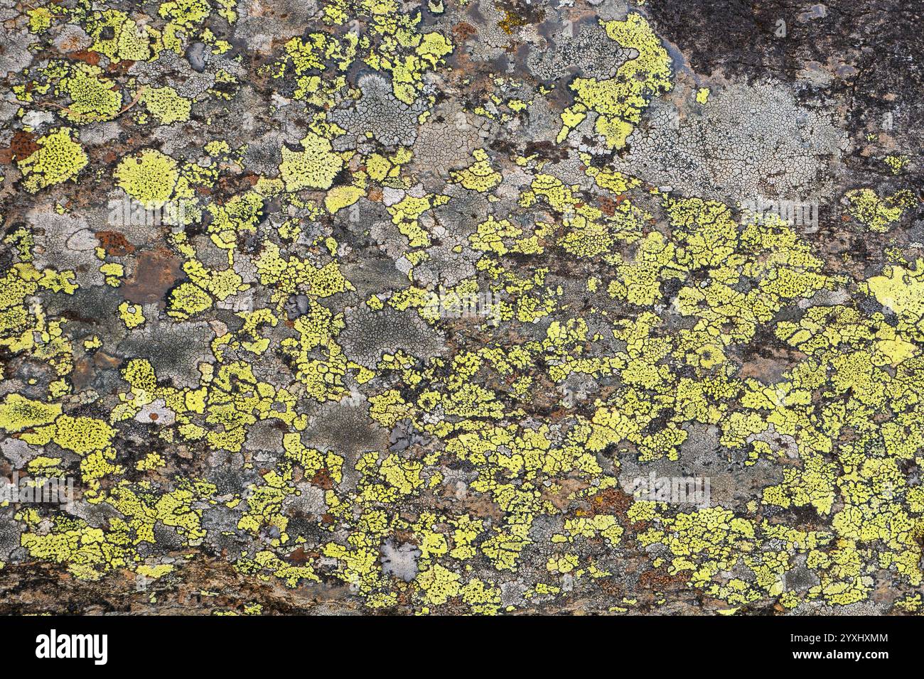 Mappa sfondo lichene su pietra Foto Stock