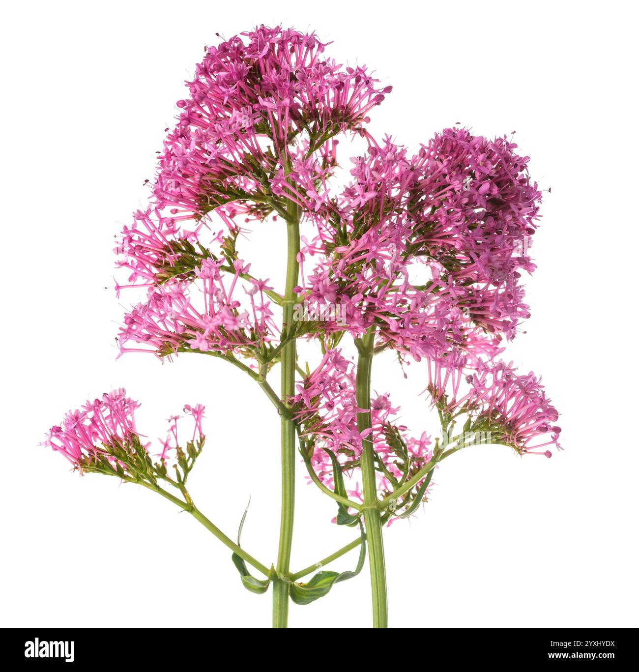 Red valeriana fiori isolati su sfondo bianco Foto Stock