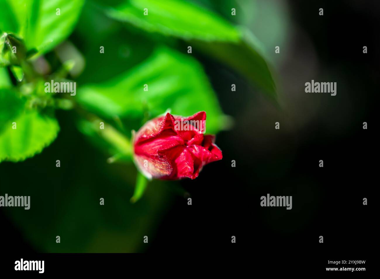Pianta verde con petali rossi in forma. pulsante. sfondo scuro sulla destra. Foto Stock