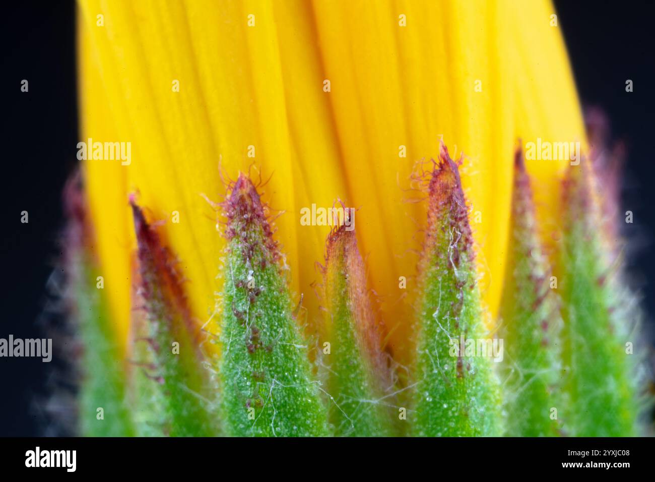 Recipiente e setto di fiori verdi e parte gialla della foglia Foto Stock