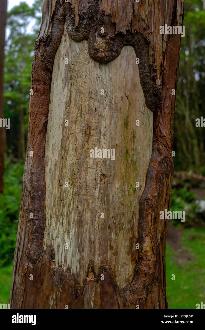 Tronco dell'albero senza parte di corteccia di forma ovale Foto Stock