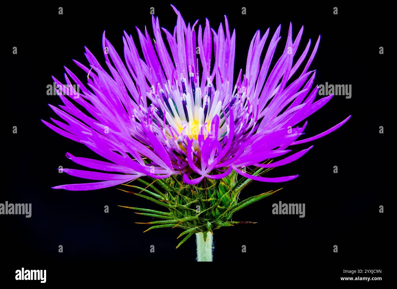 Macrofotografia di fioriere di cardo con petali viola su sfondo nero. Foto Stock