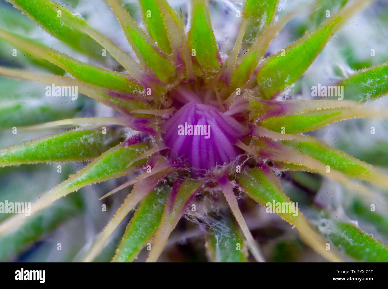 Vista dall'alto del fiore con stami viola e setto verde Foto Stock