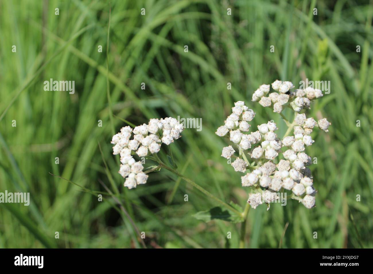 Primo piano dei fiori di chinino selvatico nella riserva naturale somme Prairie a Northbrook, Illinois Foto Stock