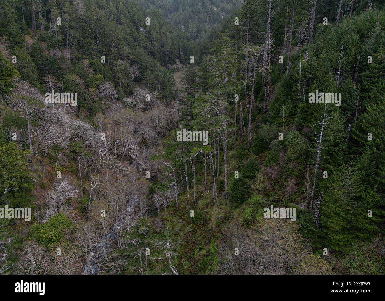 La natura selvaggia nella Kings Range National Conservation area - un canyon boscoso e boscoso attraverso le montagne con foresta mista. Foto Stock