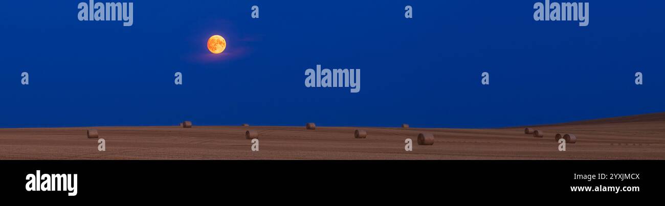 La Luna quasi piena nel cielo blu crepuscolo sopra il campo di grano dorato del raccolto. Foto Stock