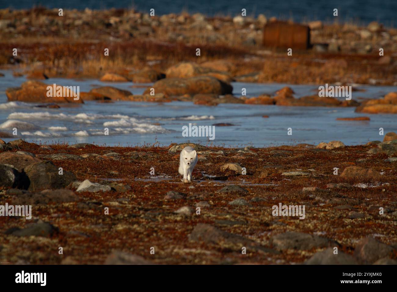La volpe artica cammina e fissa una tundra rossa colorata durante la stagione della muta, dalla pelliccia grigia estiva al cappotto bianco invernale Foto Stock