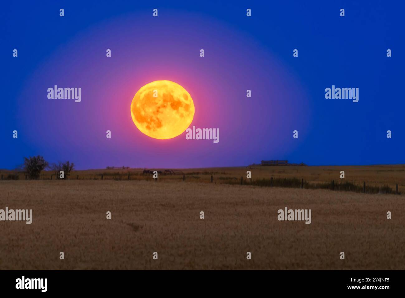 La Super Blue Moon si innalza su un campo di grano nel sud dell'Alberta, Canada. Foto Stock