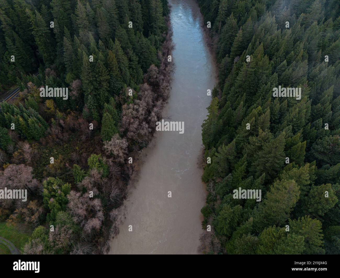 Una vista aerea del fiume Eel che scorre attraverso gli alberi di sequoia dopo le piogge quando l'acqua è fangosa, torbida e alta in California. Foto Stock