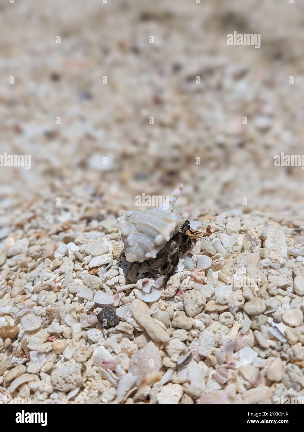 Granchio da spiaggia sulla sabbia - primo piano Foto Stock
