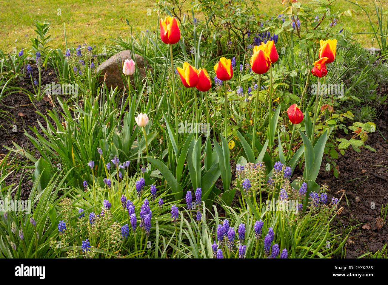 Aiuola con tulipani fioriti in primavera Foto Stock