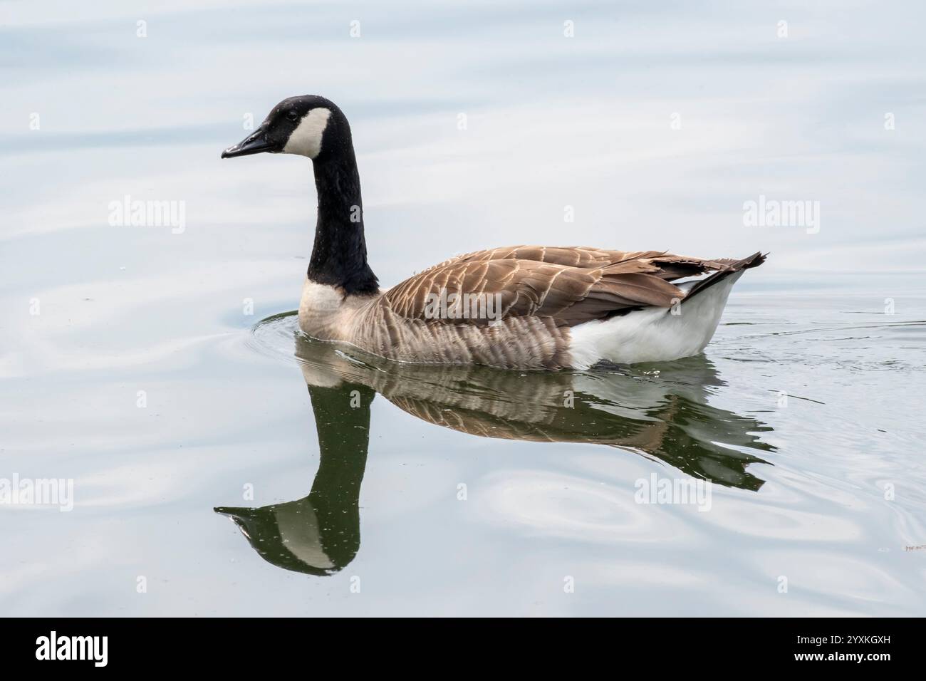 Oca canadese con nuotate a specchio sul lago Baldeneysee Foto Stock