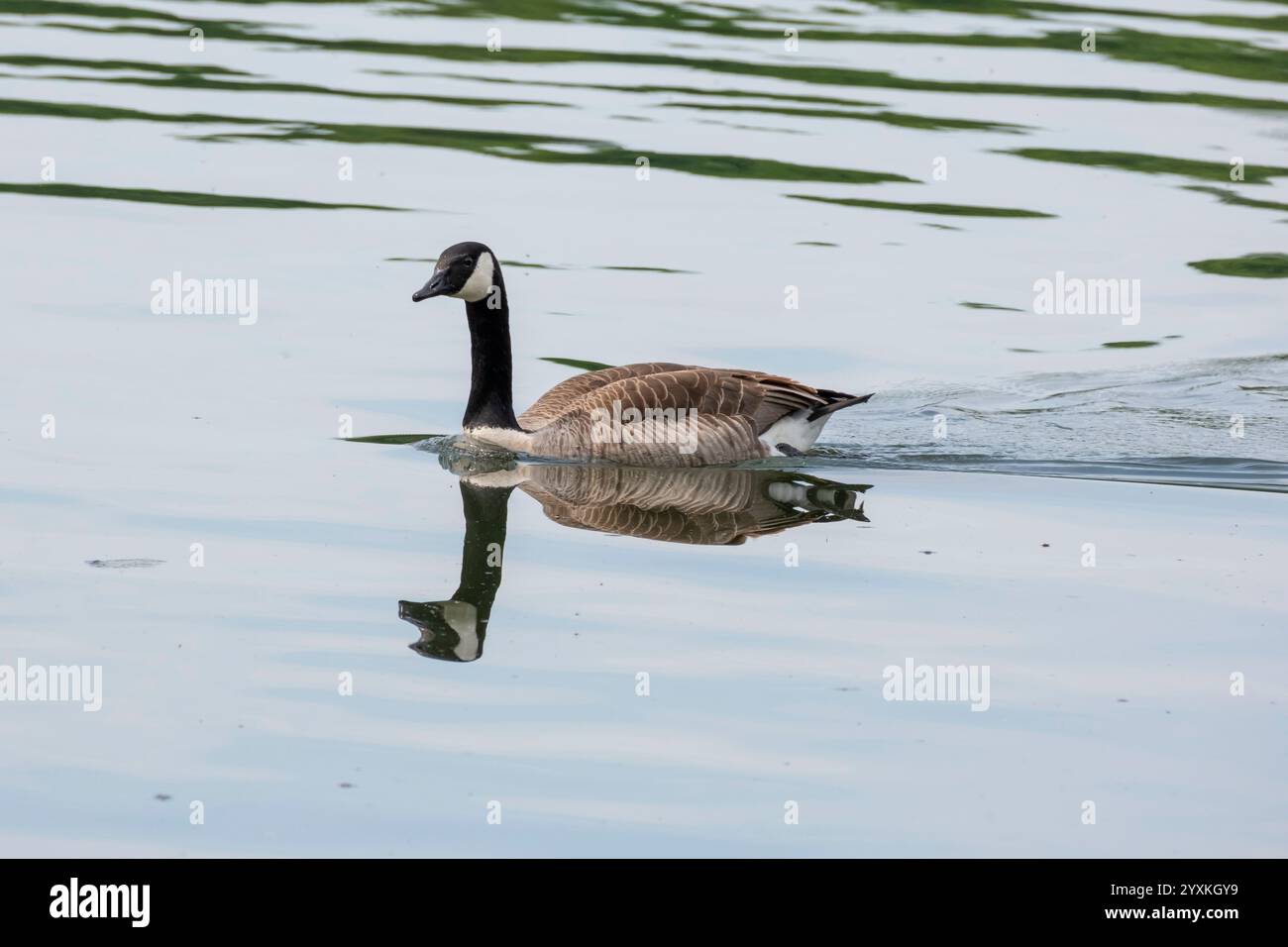 Oca canadese con nuotate a specchio sul lago Baldeneysee Foto Stock
