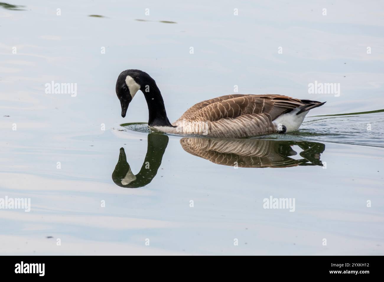 Oca canadese con nuotate a specchio sul lago Baldeneysee Foto Stock