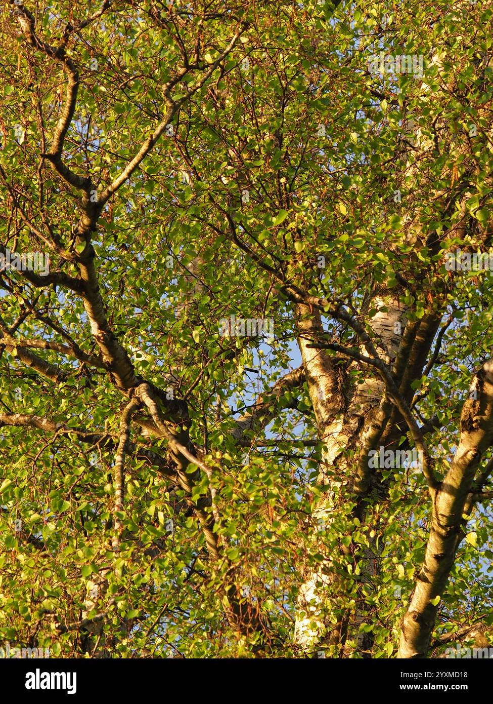 primo piano di foglie di primavera fresche su un albero di betulla argentata al sole Foto Stock