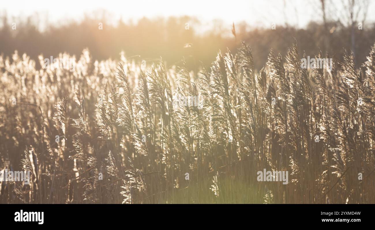 La canna asciutta è sotto il sole in un giorno d'inverno, foto panoramica ravvicinata con una messa a fuoco morbida selettiva e un effetto luminoso dell'obiettivo. Sfondo fotografico astratto naturale Foto Stock