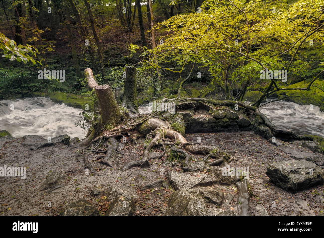Cascate di Golitha. Il fiume Fowey scorre attraverso l'antico bosco di querce di Draynes Wood a Bodmin Moor in Cornovaglia nel Regno Unito. Foto Stock