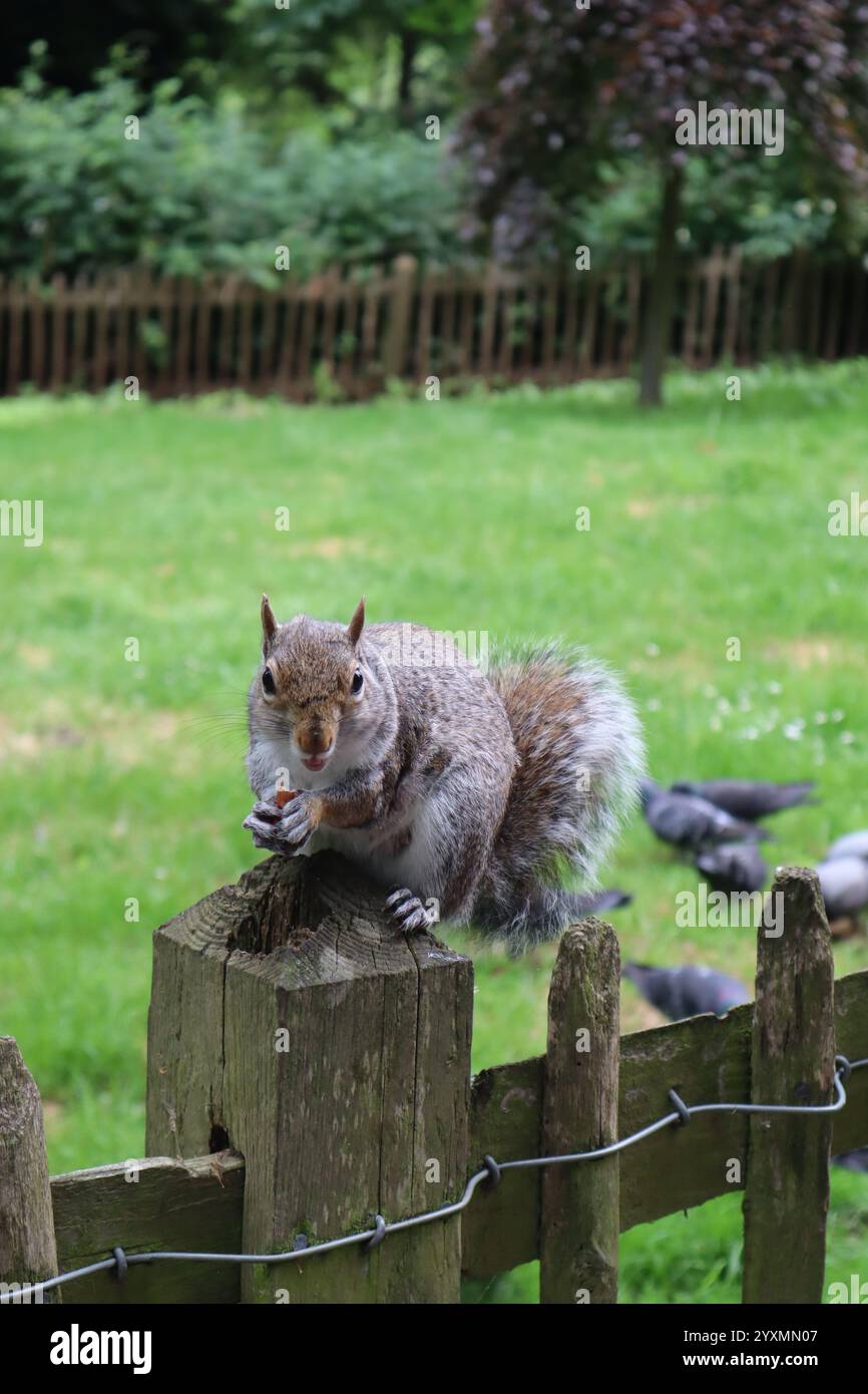 Grazioso piccolo scoiattolo grigio seduto su una recinzione e mangiato intorno all'Holland Park di Londra. Foto Stock