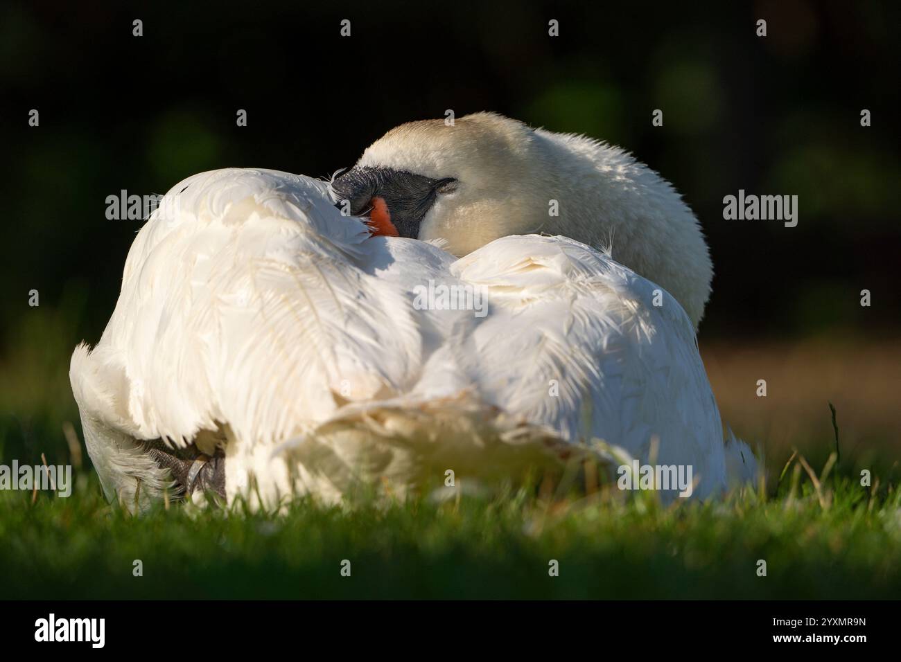 Primo piano di cigno muta selvaggio (Cygnus olor) del Regno Unito isolato all'aperto durante il sole estivo, testa nascosta sotto la sua ala, godendoti un momento rilassante di sole. Foto Stock