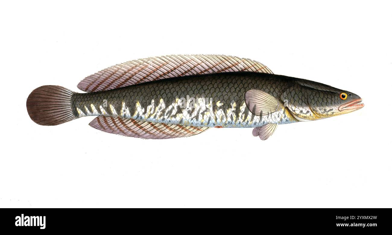 Fisch, Fische, Ophicephalus striatus, Channa striata, la testa di serpente a strisce, Historisch, digital restaurierte Reproduktion von einer Vorlage aus dem 19. Jahrhundert, data record non dichiarata Foto Stock