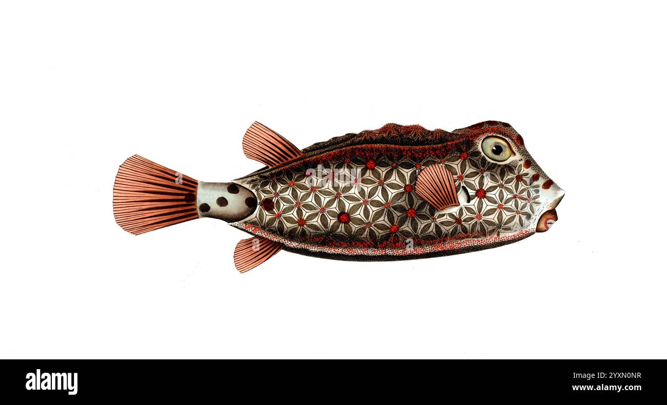 Fisch, Fische, Lactophrys, Gattung marine Rochenfische, Ostracion nasus, Nasenbeinfisch, Kurznasen-Kofferfisch, nasello, Shortnose boxfish, Historisch, Digital restaurierte Reproduktion von einer Vorlage aus dem 19. Jahrhundert, data record non dichiarata Foto Stock
