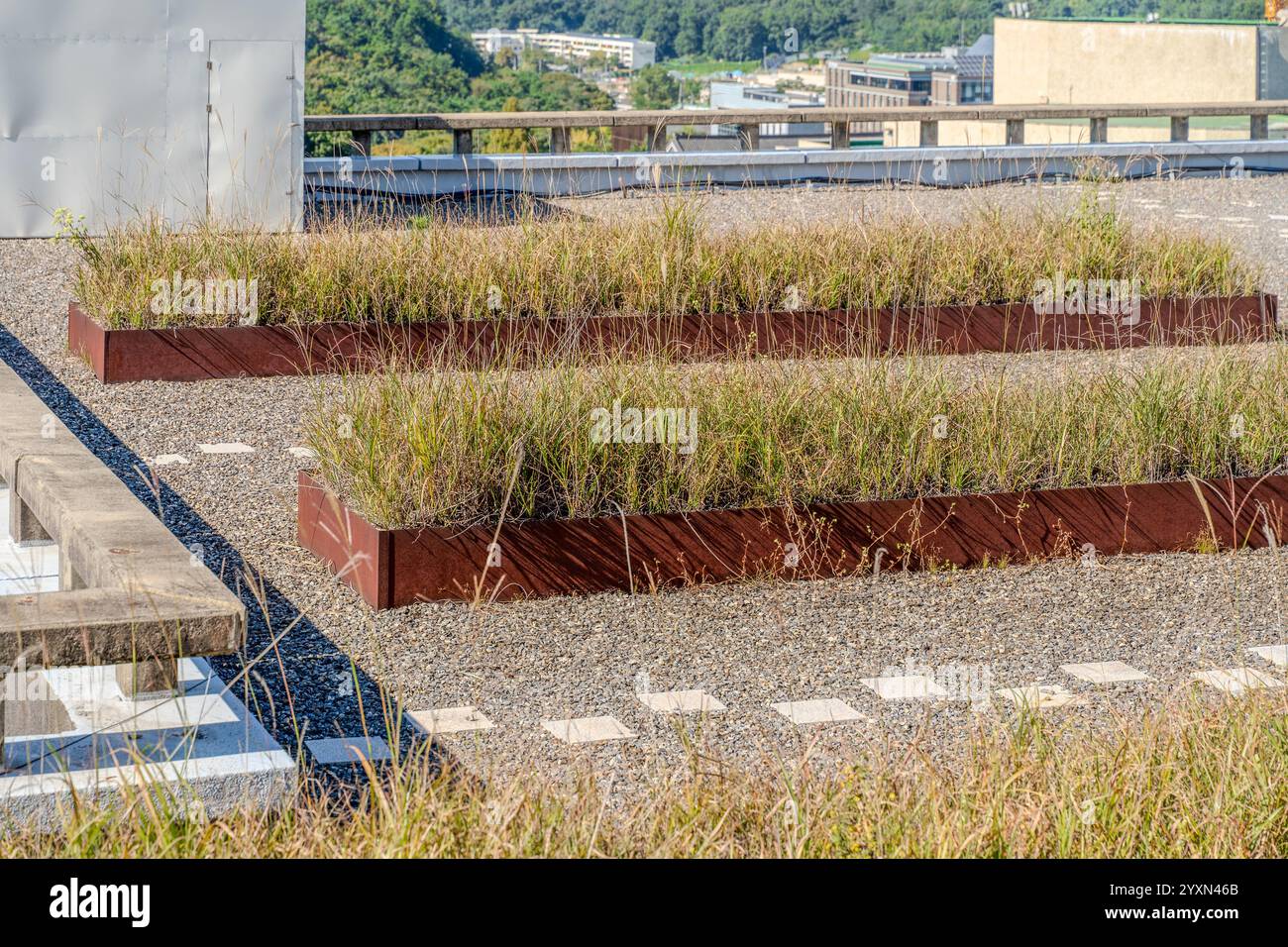 Piante da giardino sul tetto urbano in cima ad un edificio cittadino. Foto Stock