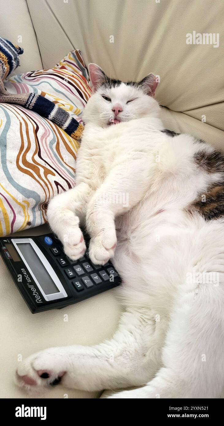 Divertente gatto bianco grasso sdraiato sul divano e rilassante dopo aver contato le calorie con la calcolatrice Foto Stock