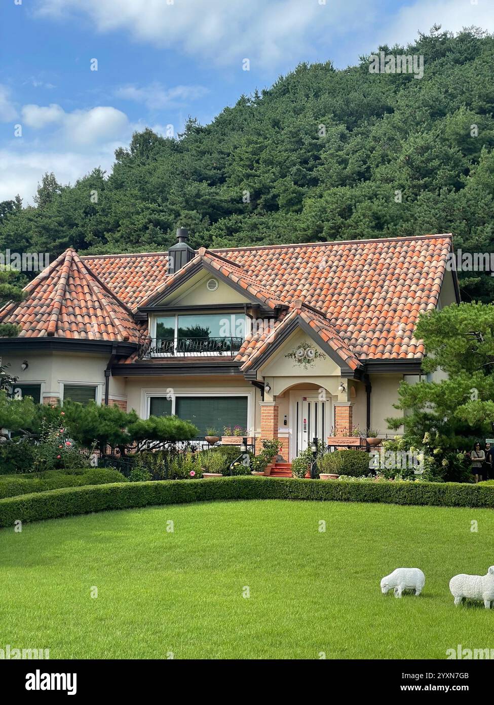 un giardino soleggiato e felice con pecore in funzione - Immagine stock catturata con smartphone