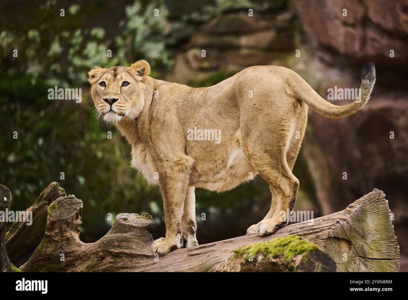 Leone asiatico (Panthera leo persica) femmina in piedi su un tronco di albero, prigioniera Foto Stock