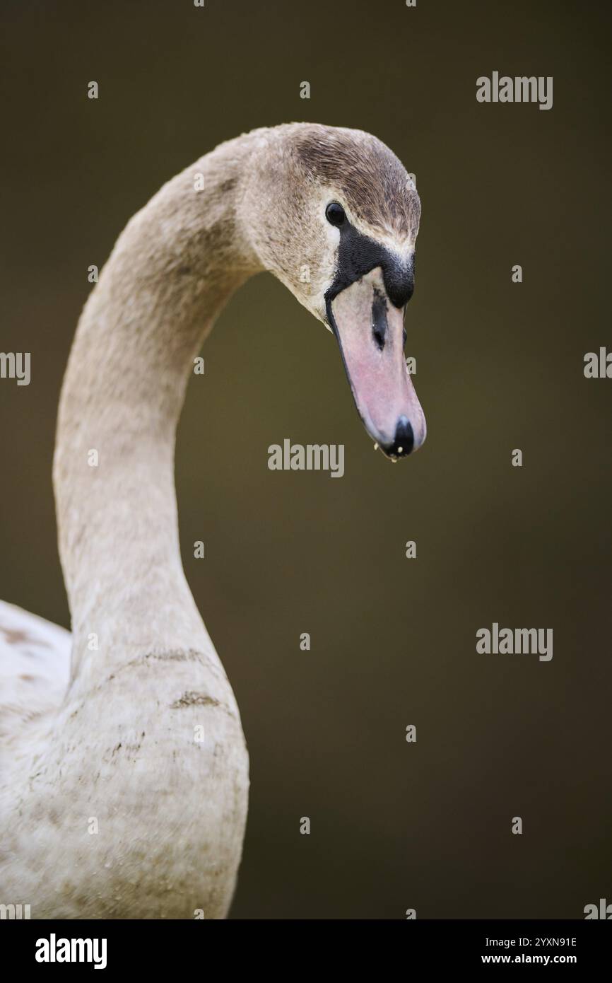 Mute cigno (Cygnus olor) ritratto, giovane, Baviera, Germania, Europa Foto Stock
