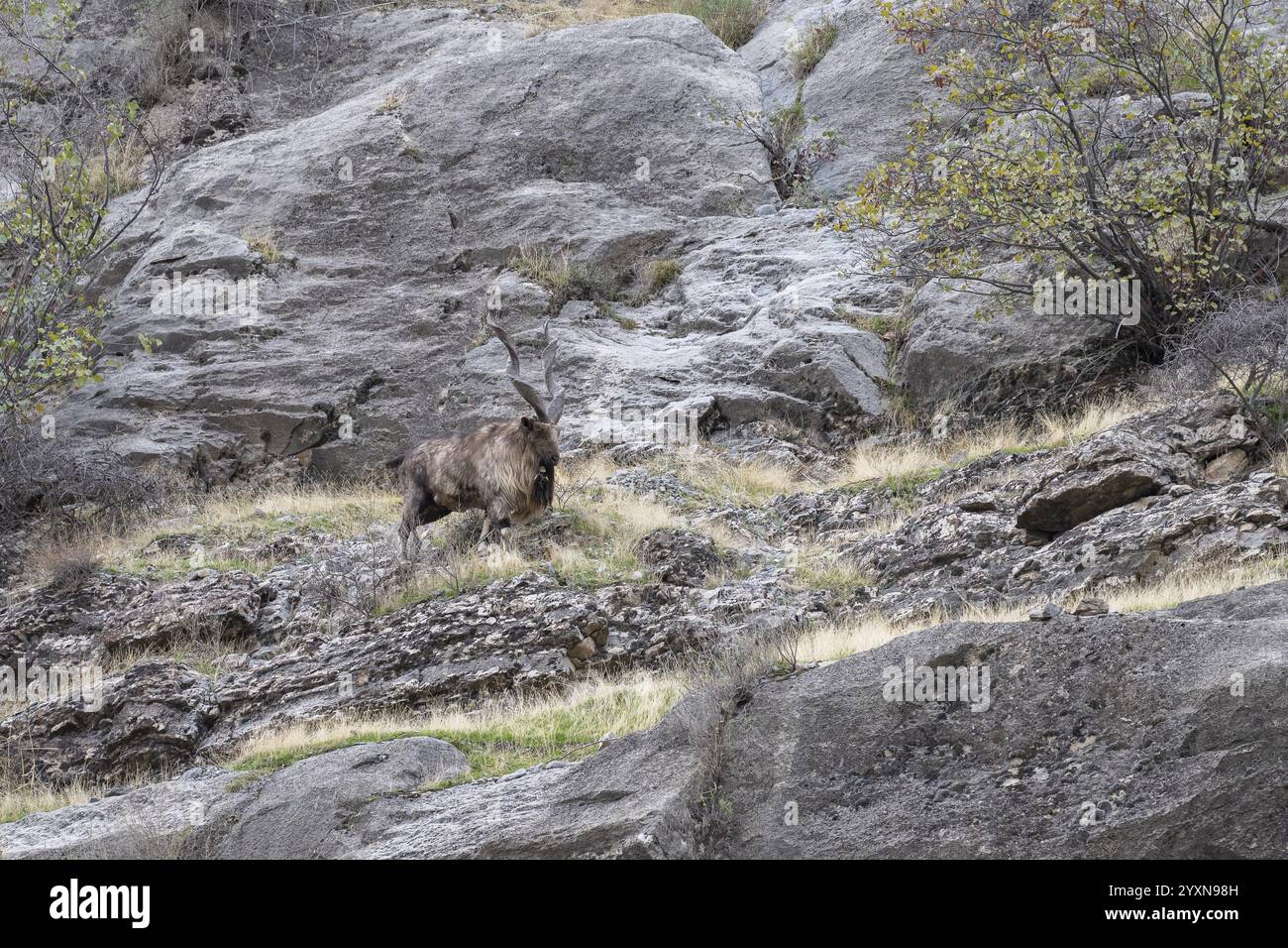 Capra a vite (Capra falconeri), markhor, maschio, valle del Panj, provincia di Gorno-Badakhshan, Tagikistan, Asia centrale, Asia Foto Stock
