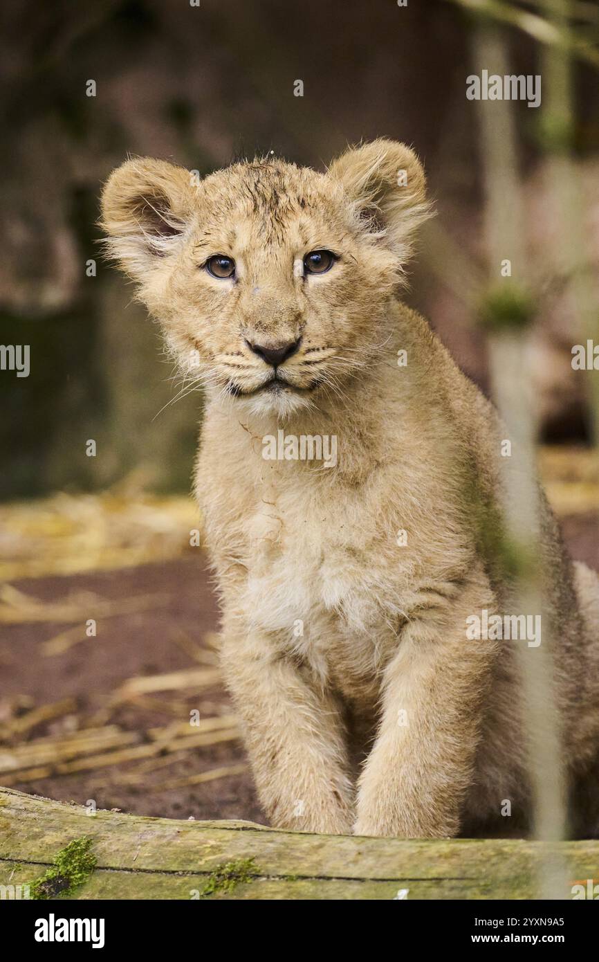 Cucciolo di leone asiatico (Panthera leo persica) seduto a terra, prigioniero Foto Stock