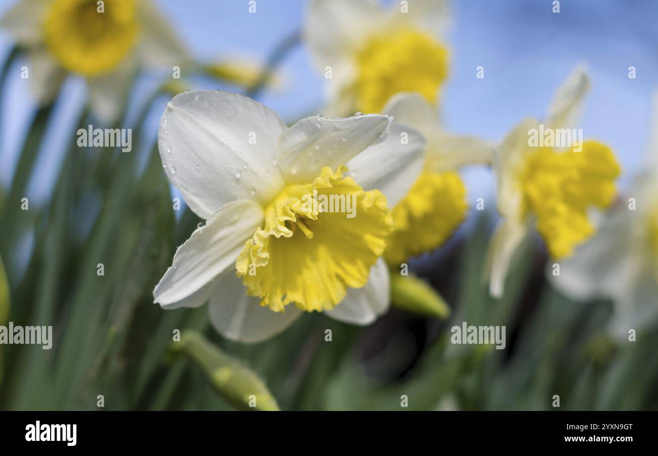 I narcisi fioriscono alla luce del sole mattutino narciso bianco (Narciso) su sfondo verde. Un narciso floreale primaverile - narciso, vicino al giardino. Foto Stock