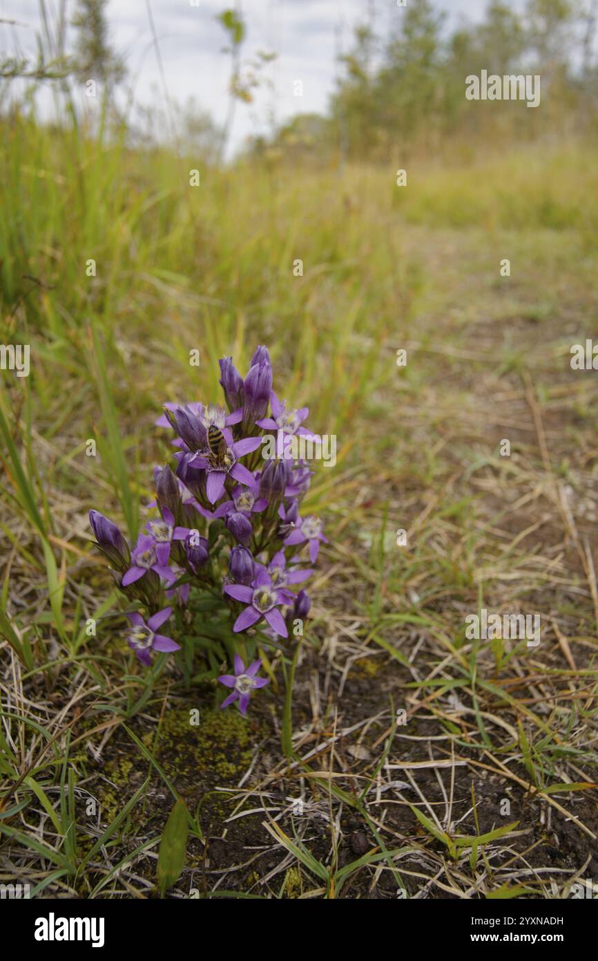 Chiltern gentian (Gentianella germanica), ghirlanda genziana, genziana, Isar Valley, Lenggries, Isar, fiume, Baviera, Alpi, Prealpi, montagne, spina alpina Foto Stock