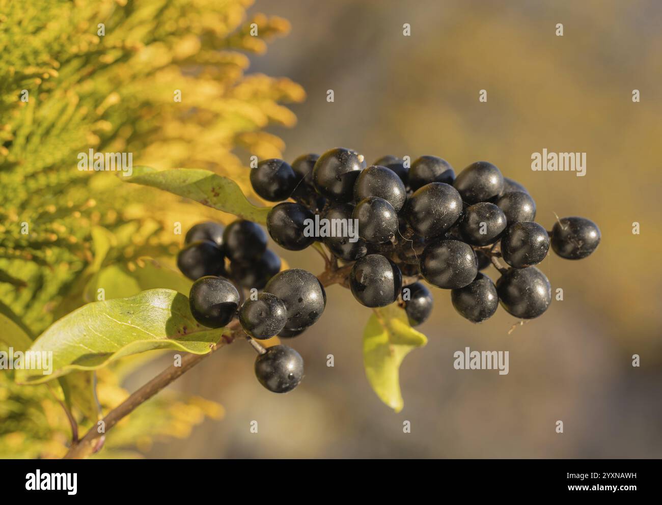 Privet comune (Ligustrum vulgare), anche privet selvatico, macro, bacca Foto Stock