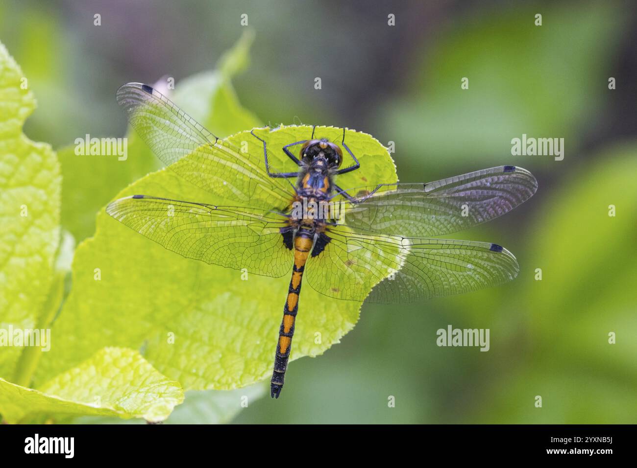 Grande darter dalla faccia bianca (Leucorrhinia pectoralis), animale, insetto, libellula Foto Stock