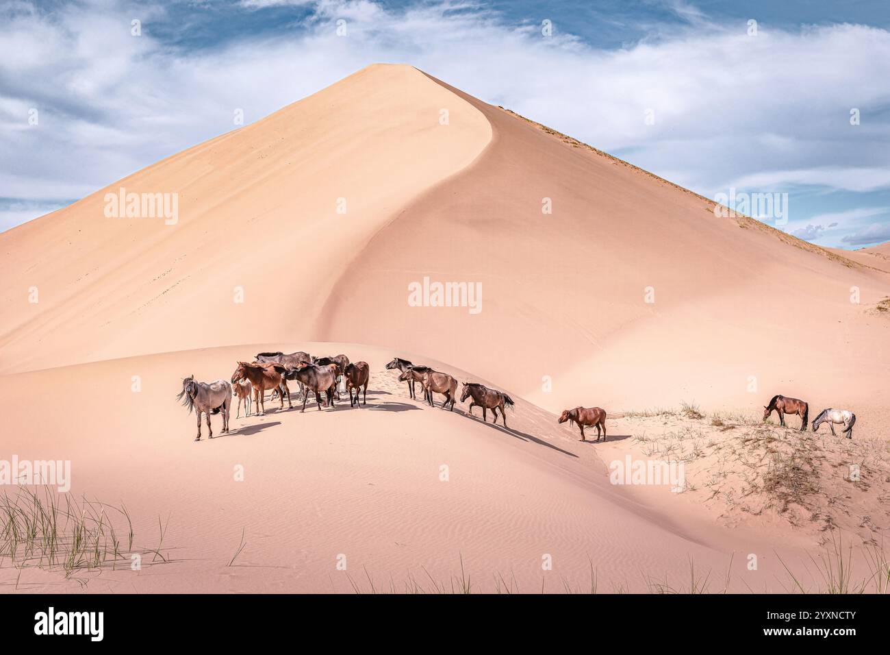Cavalli sulle dune di sabbia della provincia di Gobi-Altai, Mongolia, Equus ferus caballus, Asia Foto Stock