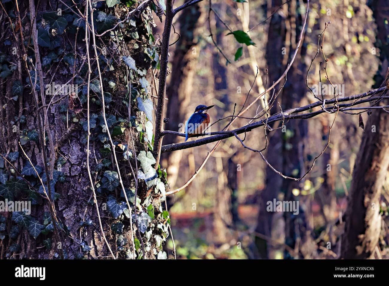 Eisvogel auf AST - Ein Naturwunder in der Tierfotografie Kingfisher on Branch - Una meraviglia della natura nella fotografia naturalistica Foto Stock