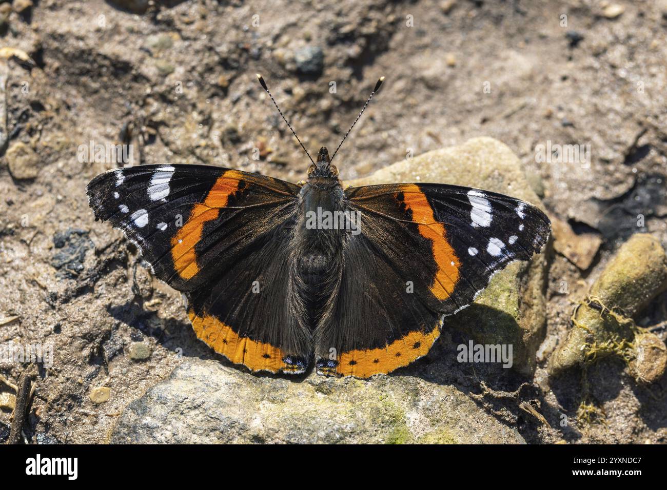 Ammiraglio, Vanessa atalanta, Pyrameis atalanta, seduta a terra Foto Stock