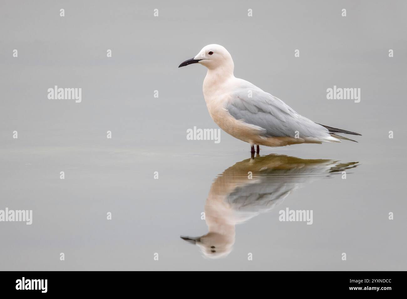 Gabbiano dal becco sottile, Chroicocephalus genei, Larus genei, seduti in acqua, nel Mar Mediterraneo Foto Stock