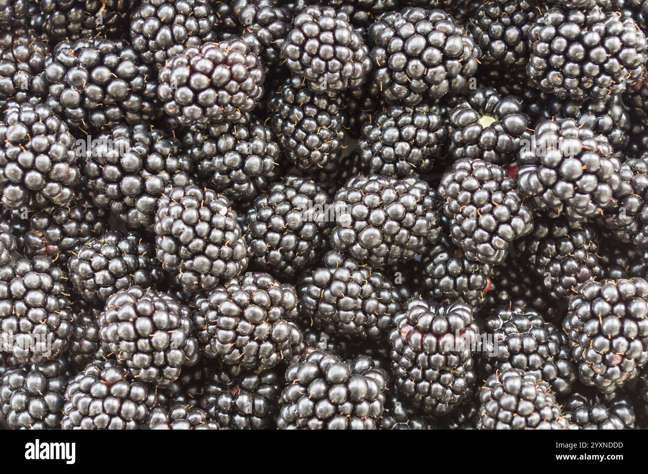 Frutti di mora - more. Sfondo di frutti di mora molto grandi. Consistenza di bacca nera. Background nutrizionale. Texture BlackBerry - grande Foto Stock