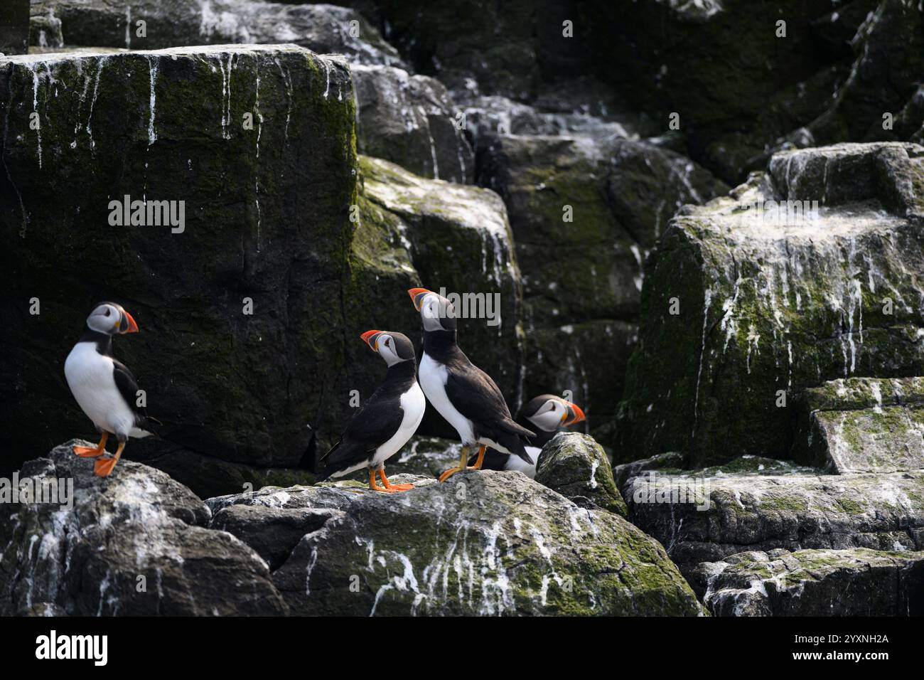 Puffini, farne Islands Foto Stock