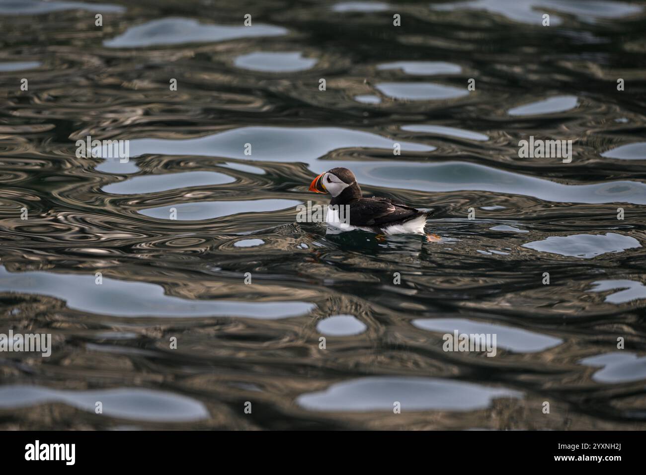 Puffini, farne Islands Foto Stock