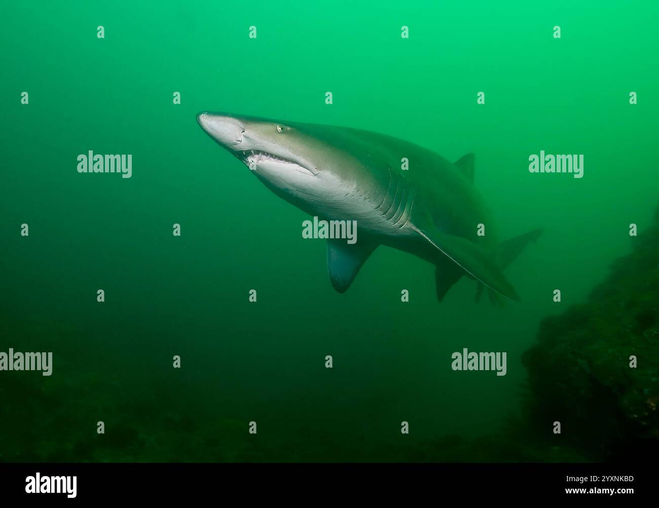 Un grande squalo tigre di sabbia (Carcharias taurus) in acqua verde. Foto Stock