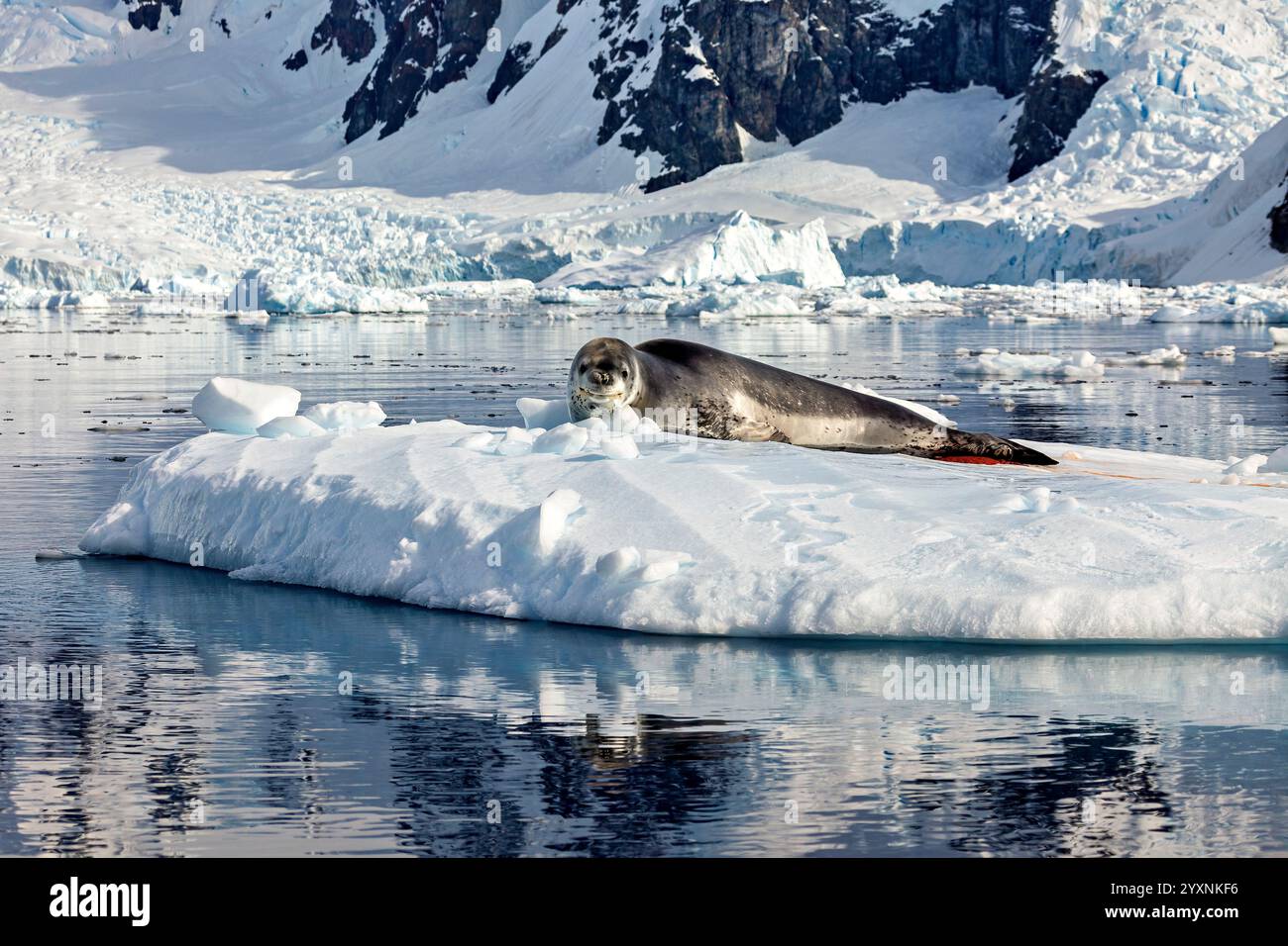 Una foca leopardata sul ghiaccio antartico Foto Stock