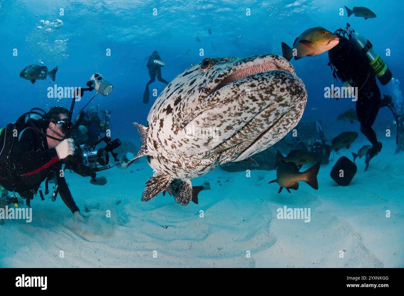 Gruppo di fotografi che scattano immagini di un enorme merluzzo di patate. Foto Stock